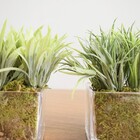 Kit Com 2 Arranjos De Folhagem Artificial No Vaso De Vidro |